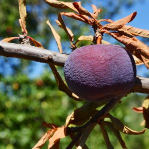 A dieback affected plum.