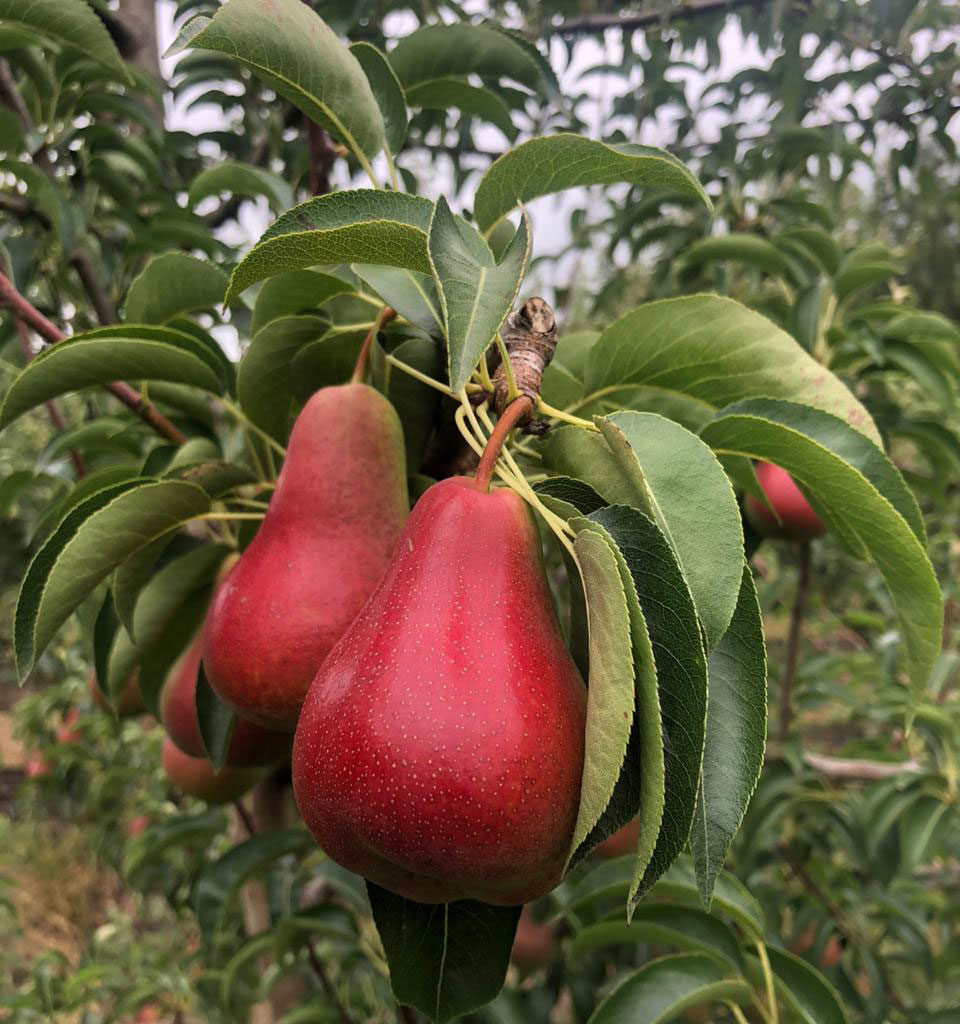 Hortgro Devaar Gewin Nuwe Kultivars