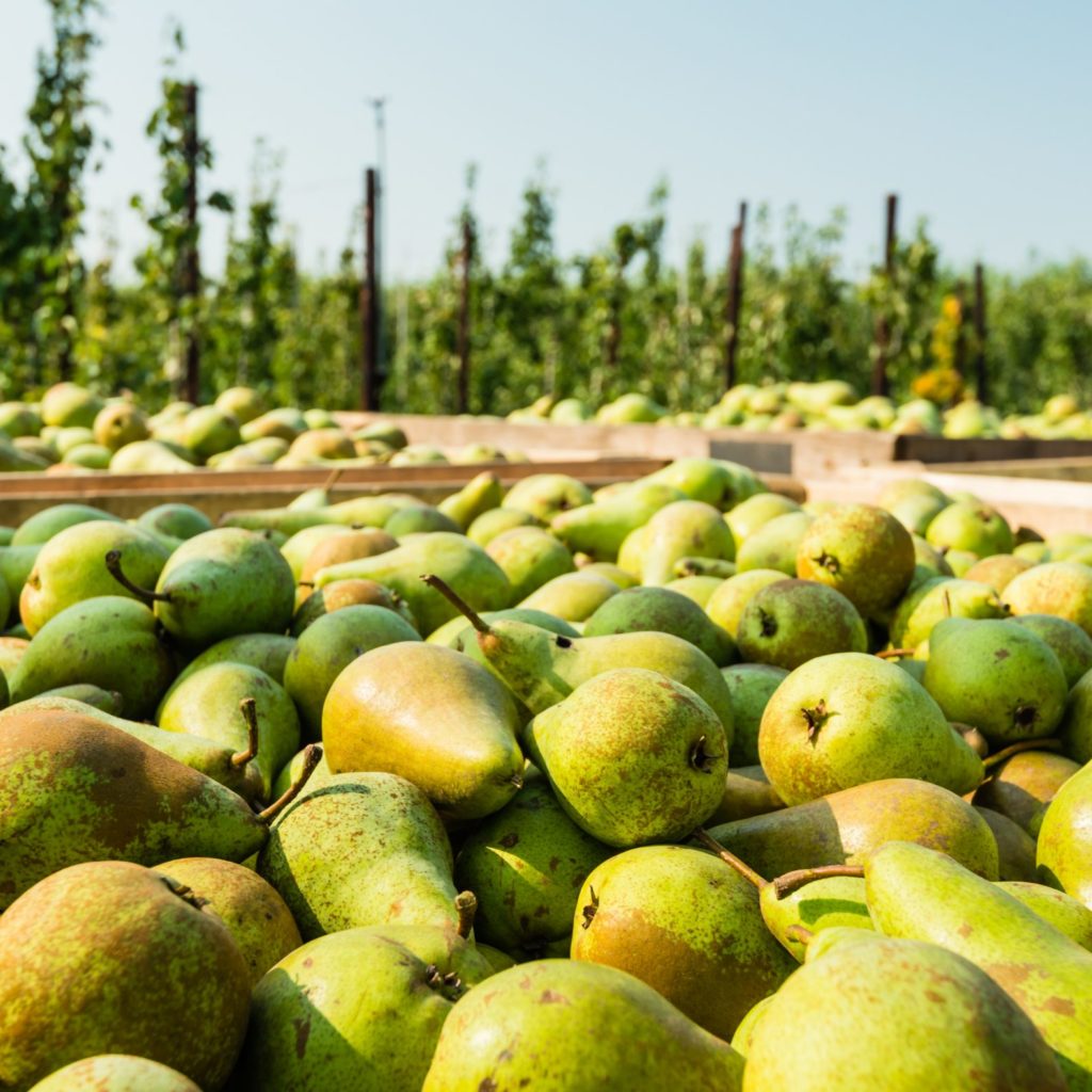 Crates With Picked Pears In The Orchard