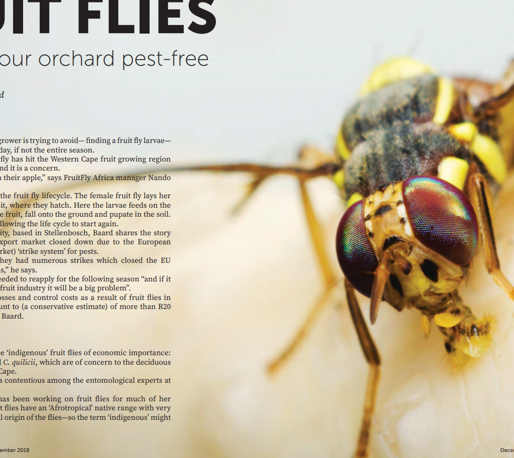 Fruit Fly