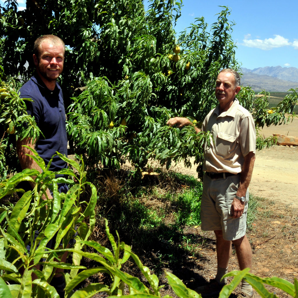 Gerrit And Thinus Van Der Merwe In Orchards