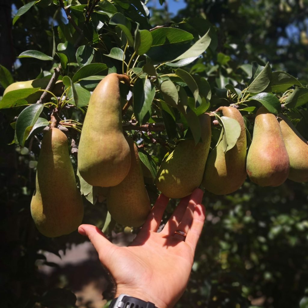 Bakgatboorde: Pears