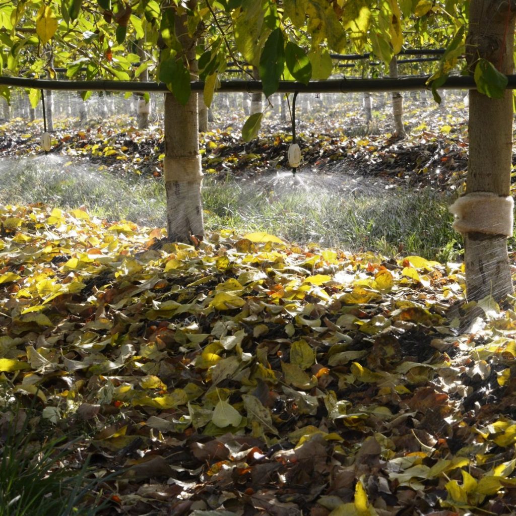 Irrigation
