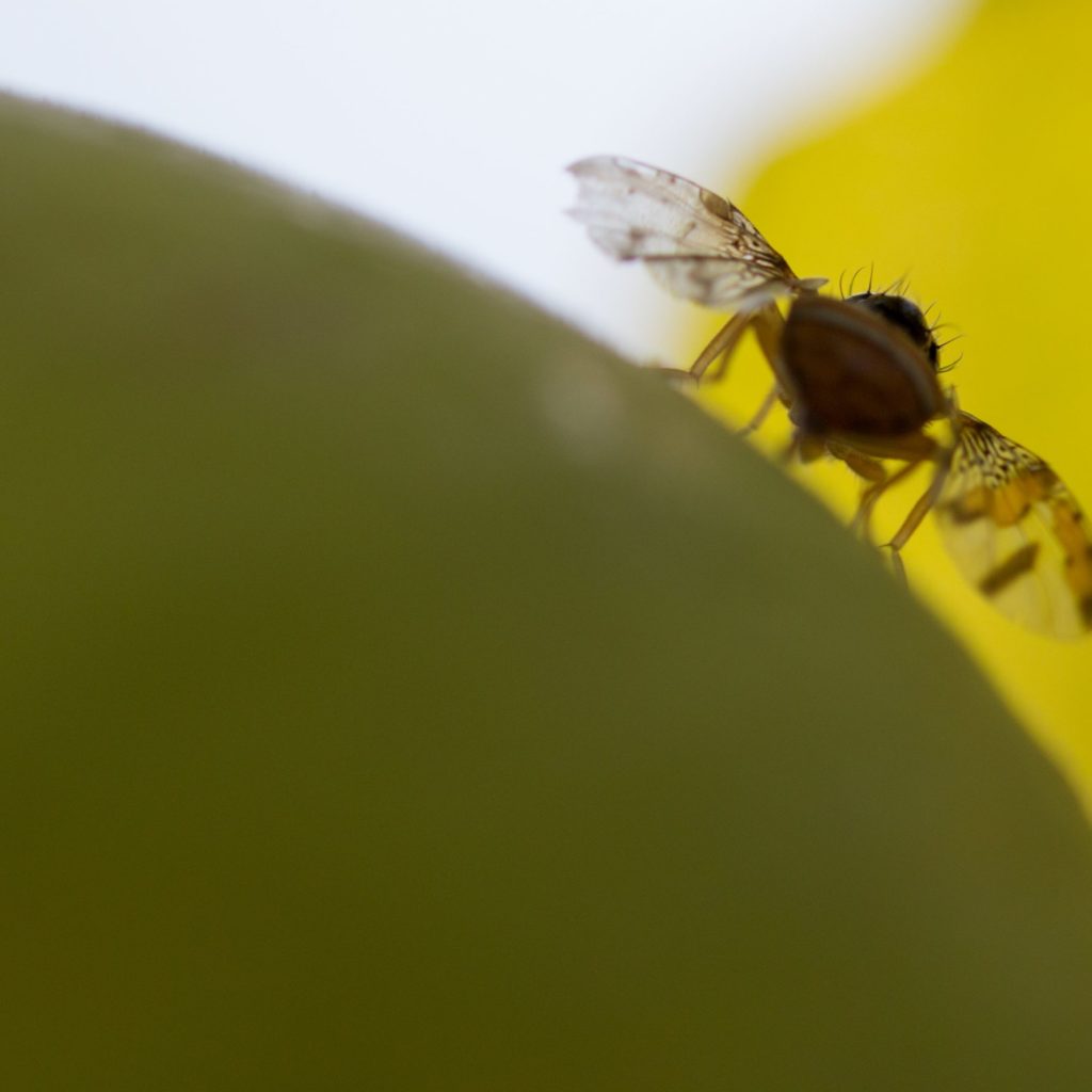 Fruit Fly On Pear