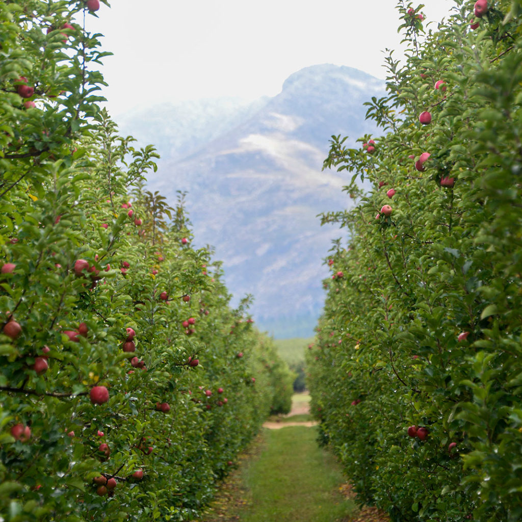 Orchard Of The Future 2018 10