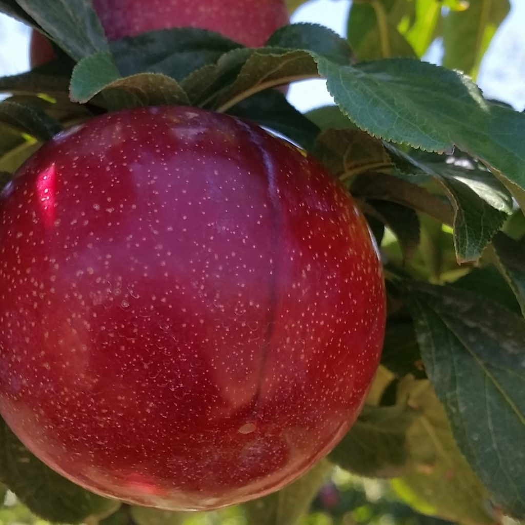 Ruby Star 5