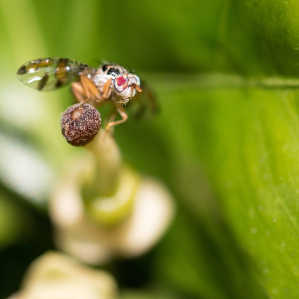Fruit Fly On Leaf