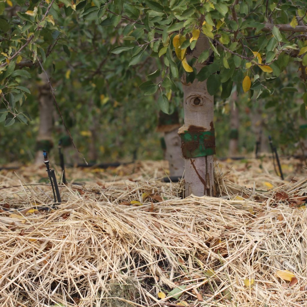 Cover Crop1