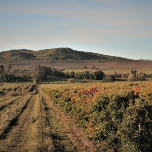 Hortgro Orchards Langkloof Drought