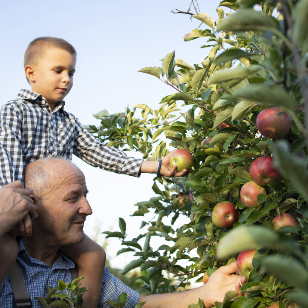 Grandfather Carrying His Grandson Piggyback And Picking Apples Together In Fruit Orchard.