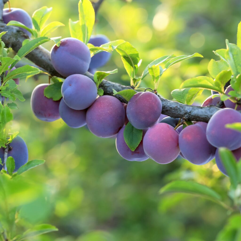 Hortgro Stone Fruit On Tree Web