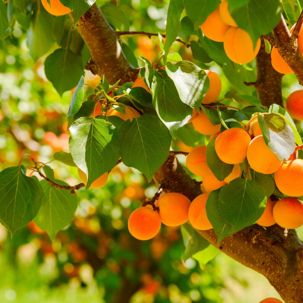 Ripe Apricots On A Tree In Orchard