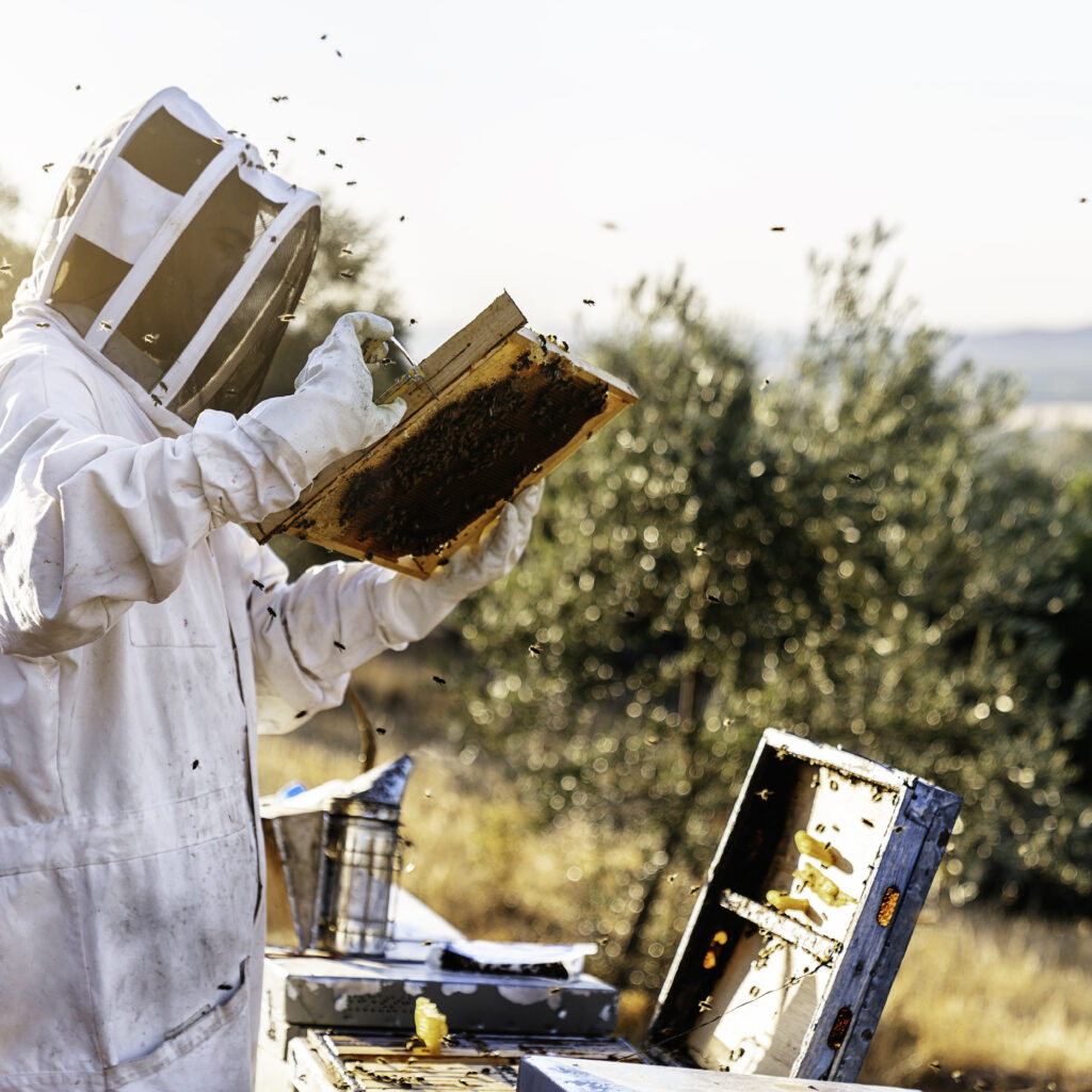 Beekeeper Working Collect Honey. Beekeeping Concept
