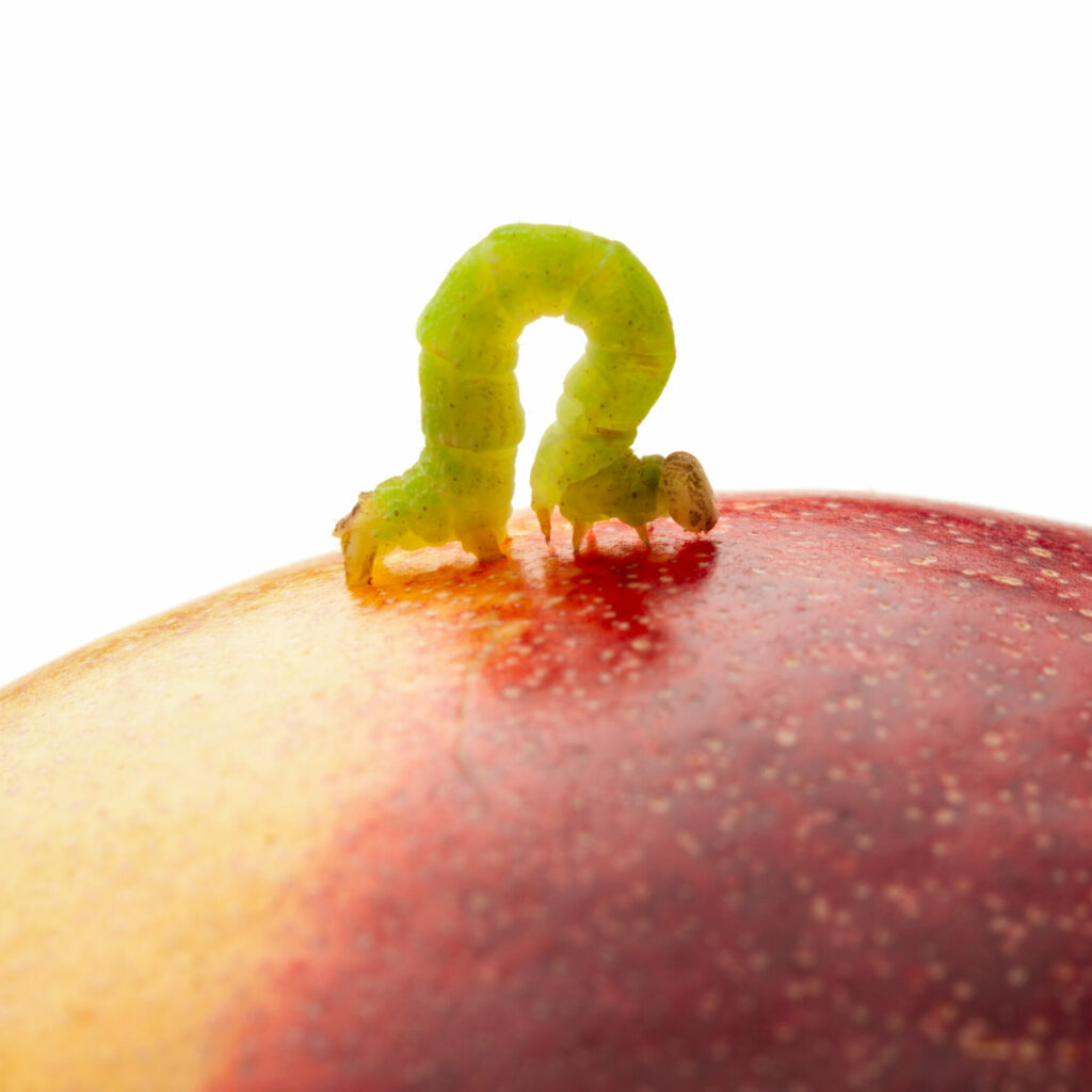 Codling Moth Caterpillar On Peach