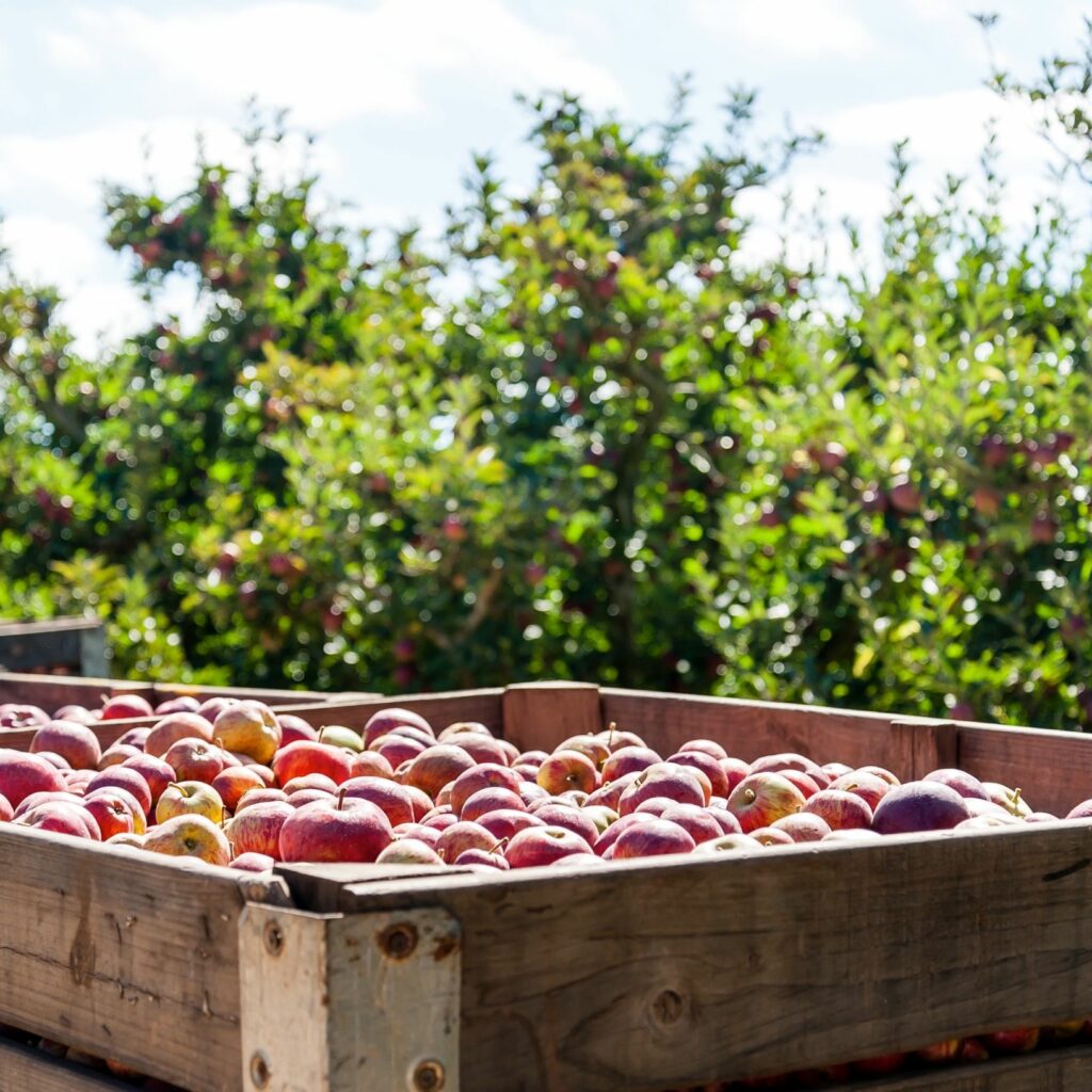 Apples In Crate