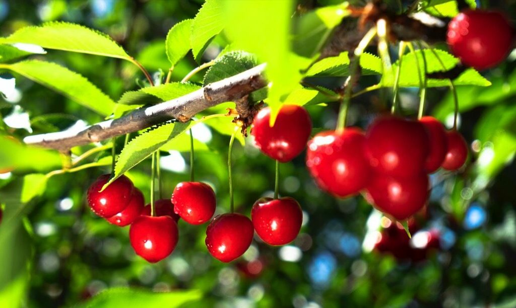 Tru Cape Cherries