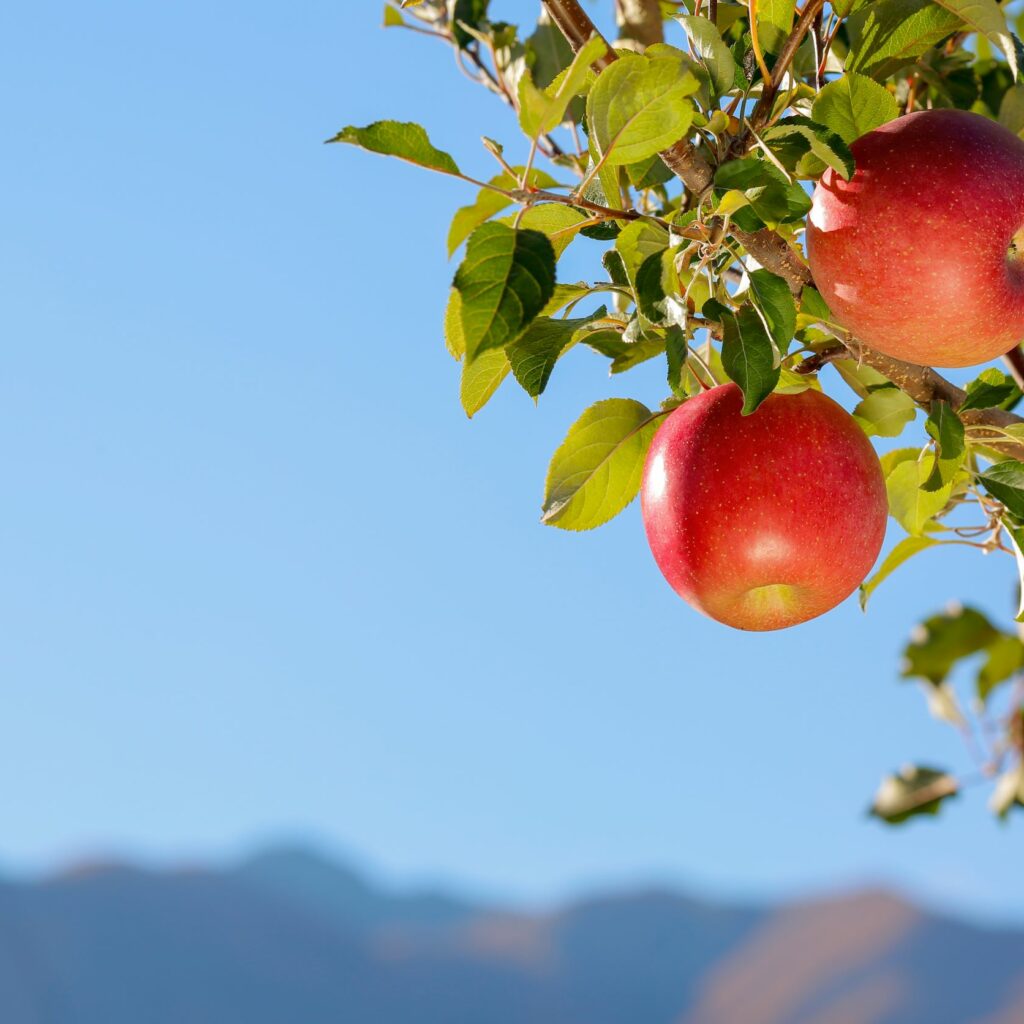 Red Apples In Orchard