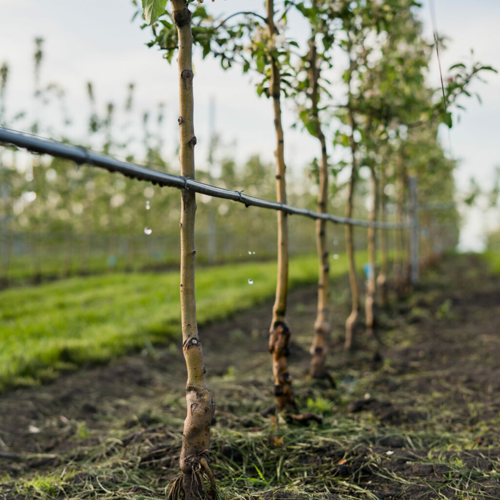 Using Drip Irrigation In A Young Apple Tree Garden