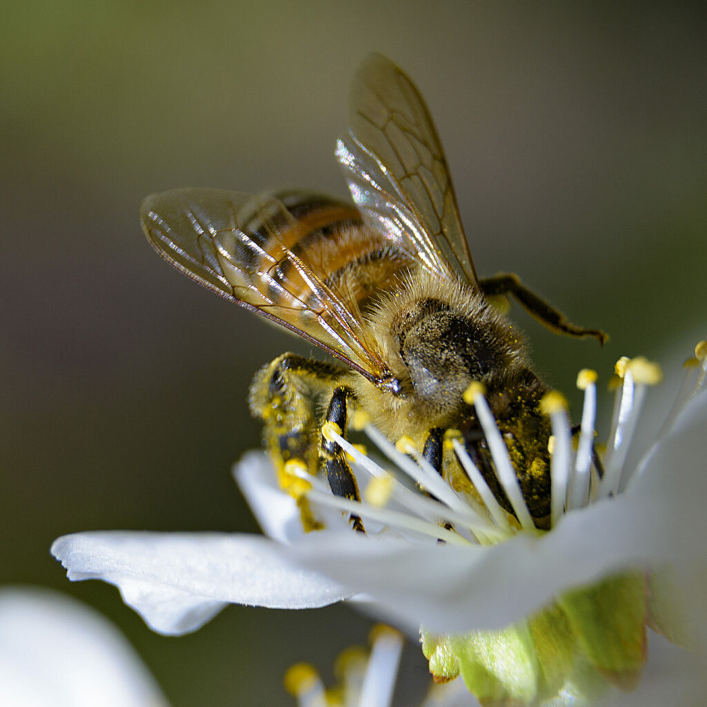A Bee Enjoying The Nectar On A Flower Of A Plum Tree.