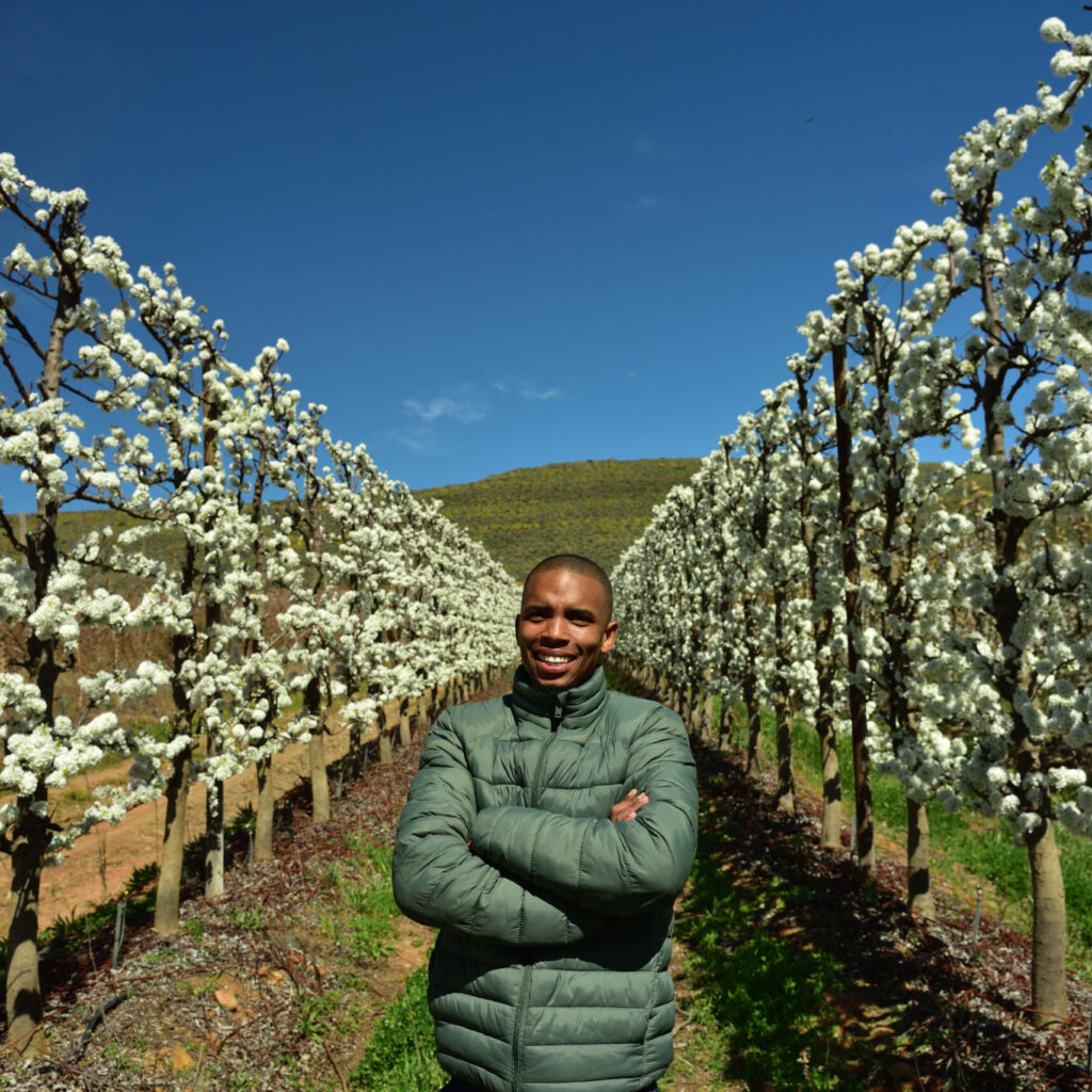 Blossoming Ruby Star Plum Trees Surrounding Jason Baartman