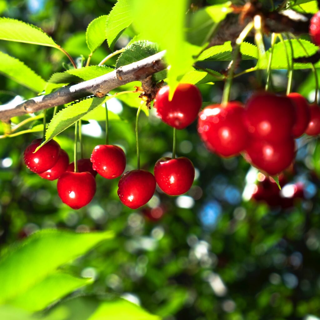 Tru Cape Cherries 1