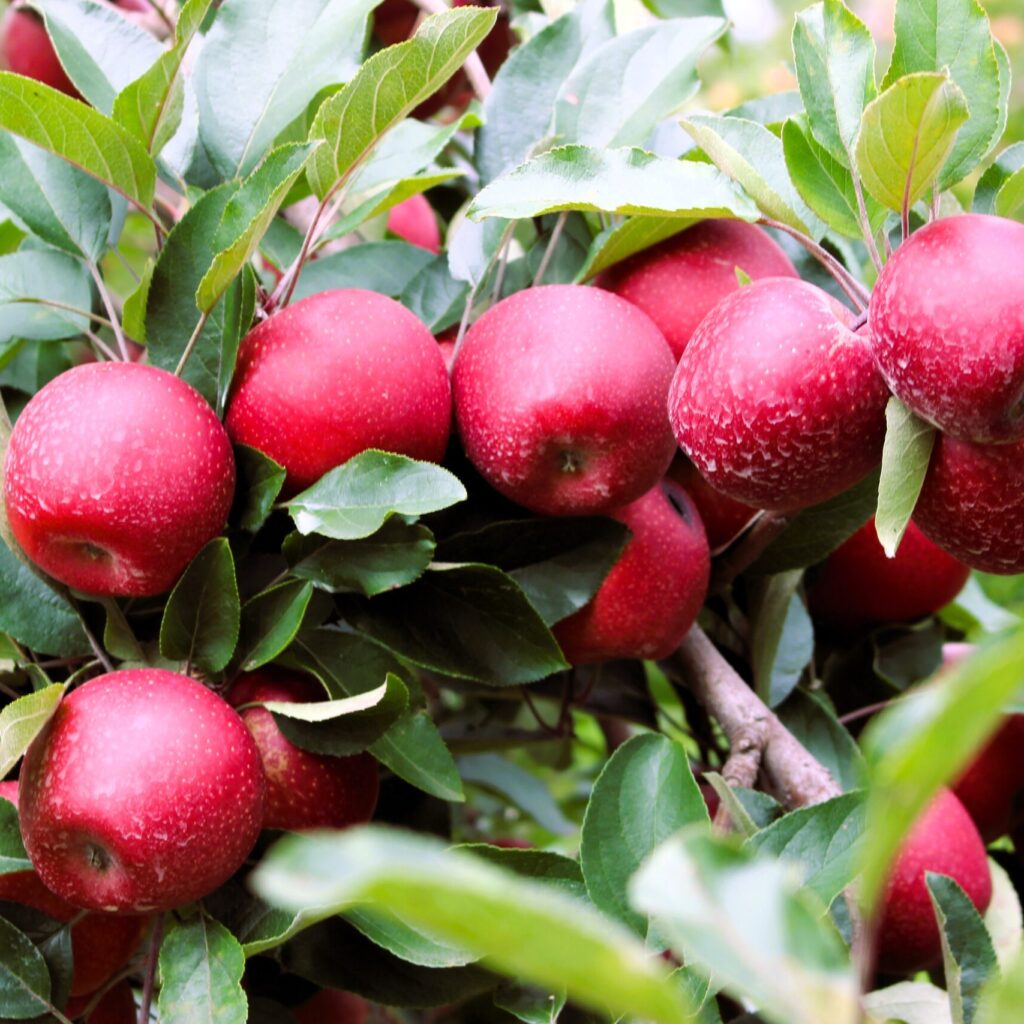 Apples2 2