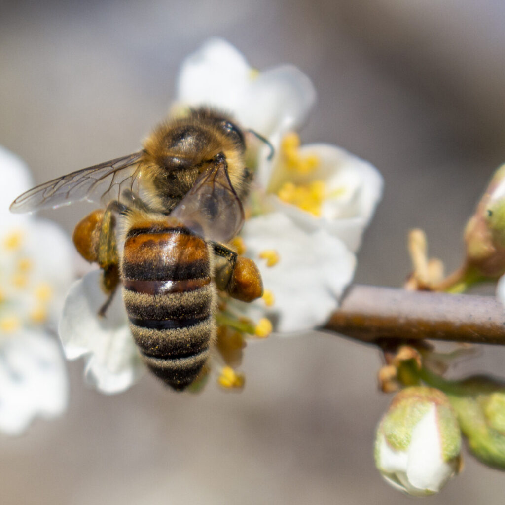 A Bee That Collects Honey And Carries It On Its Paws, Closeup, Plum Blossoms In Spring.