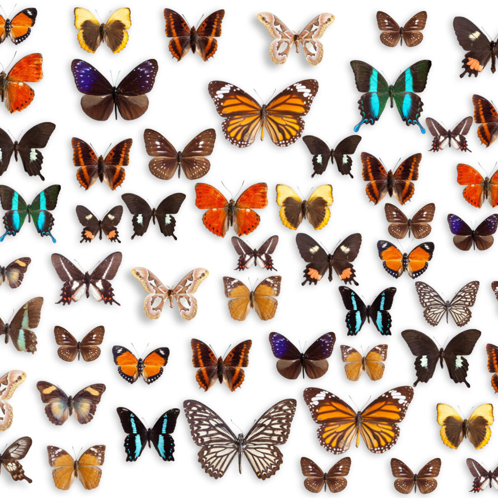 Butterflies