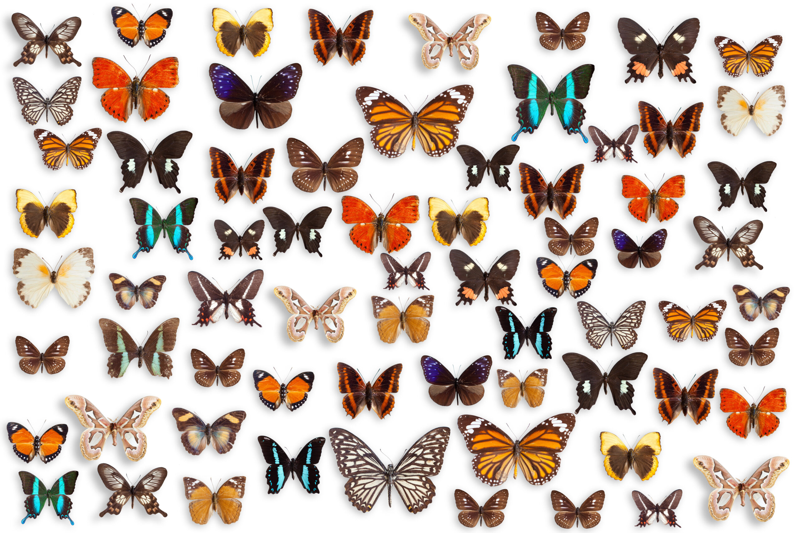 Butterflies