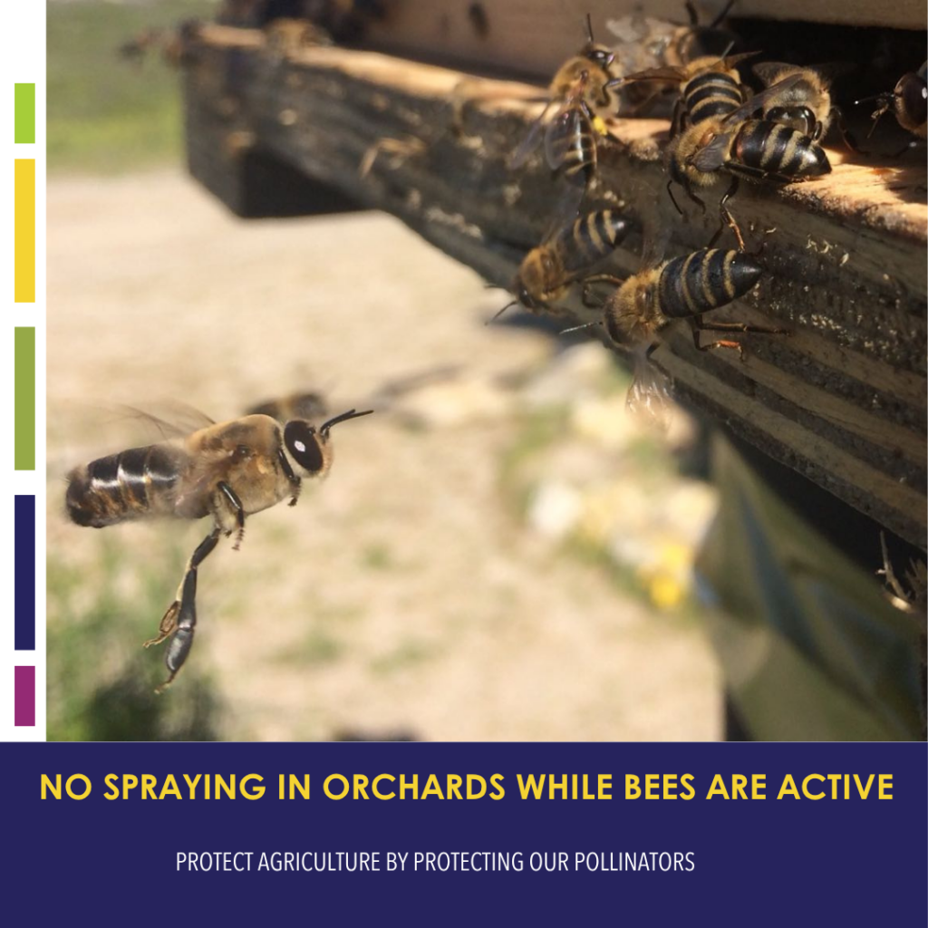 Soc Media Protect Bees