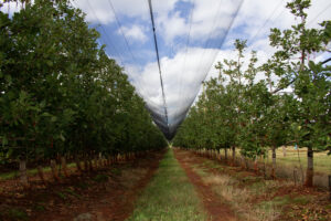 The Rich Limpopo Soil And Weather Condition Lead To Much Quicker Growth Then We Are Use Too In The Cape 1